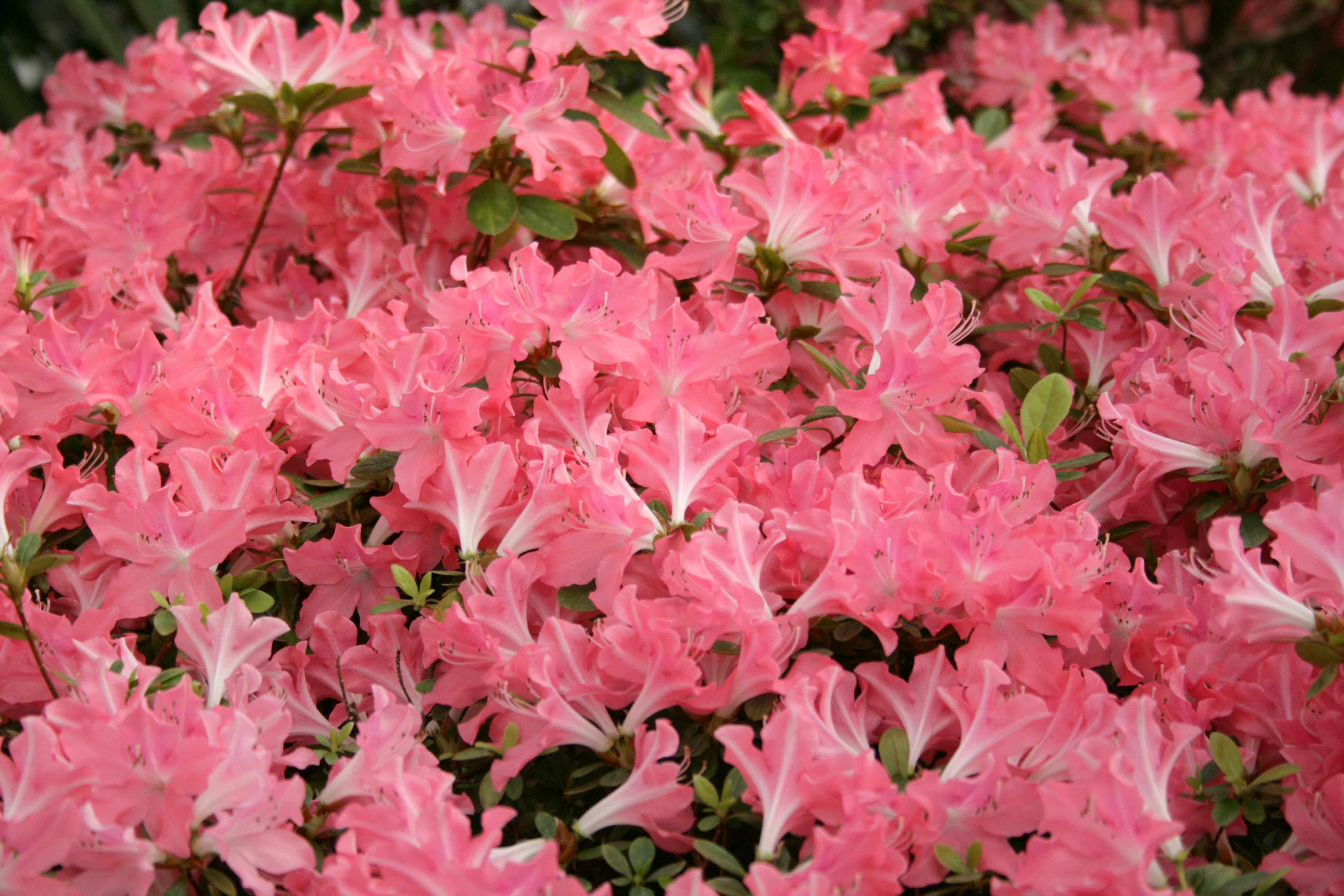 Auseklītis Latvian azalea flowers